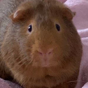 Meet your Posher, Jamie